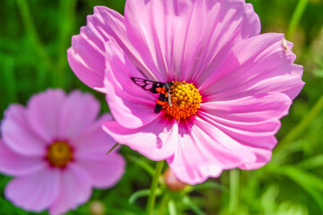 Fototapeta premium Beautiful pink cosmos flowers blooming in garden,spring season.