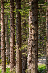 woods and forests in Europe, tall trees in the mountains