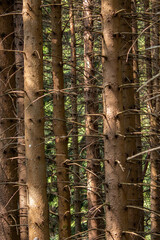 woods and forests in Europe, tall trees in the mountains