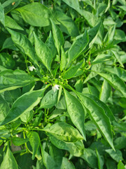 This is a close-up of pepper leaves.