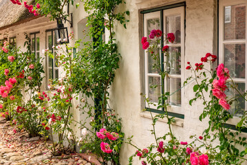 Schr&auml;gansicht eines typischen, wei&szlig; getynchten, alten Kapit&auml;nshaus in der Ortschaft Nieblum auf der Nordseeinsel F&ouml;hr mit Rosenstr&auml;uchern an der Hauswand