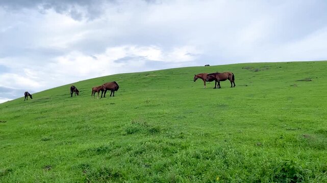 宮崎県都井岬の野生馬