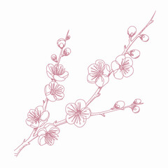 Elegant Plum Blossom Branch Illustration in Pink on White Background Detailed Floral Design for Creative Projects and Springtime Themes