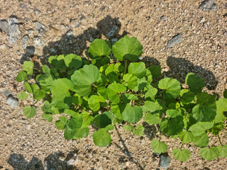 These are acorn sprouts growing in the field.