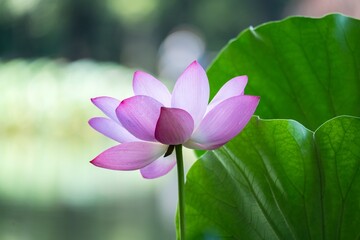 Obraz premium Vibrant pink lotus flower with lush green leaves.