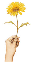 PNG Hand holding a yellow daisy sunflower petal plant.