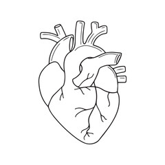Anatomical Human Heart Line Art Drawing, Medical Cardiology Icon, Biology Education Illustration
