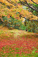 大原　三千院　有清園　美しい紅葉　散りもみじと緑の苔（日本京都府京都市）Ohara Sanzen-in Temple (Sanzenin Temple), Yuseien Beautiful autumn leaves: Fallen maples and green moss(Kyoto City, Kyoto Prefecture, Japan)
