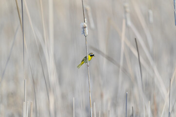 A Common Yellowthroat at Pointe Pelee National Park, near Leamington, Ontario, Canada.