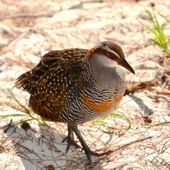 Wild buff banded rail bird on Heron Island