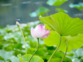 咲き始めの蓮の花