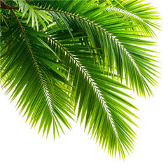 Naklejka premium Serenity jungle tree branch leaves isolate on transparent backgrounds 3d illustration png