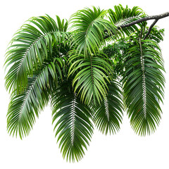 Obraz premium Serenity jungle tree branch leaves isolate on transparent backgrounds 3d illustration png