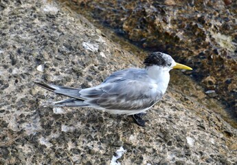 Crested tern sea bird on the rocky beach
