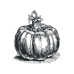 Detailed Engraving of a Ripe Pumpkin with Textured Surface