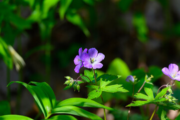 Wild Geranium Flowers at Pointe Pelee National Park, near Leamington, Ontario, Canada.
