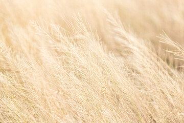 A picture of a golden field filled with sunlight