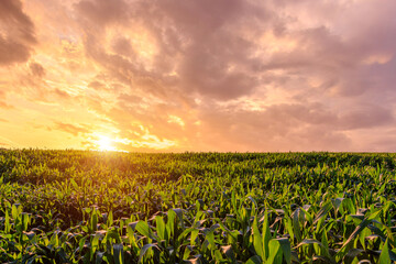 Green corn field with a radiant sunset over the horizon, capturing agricultural growth and the beauty of rural landscape.
