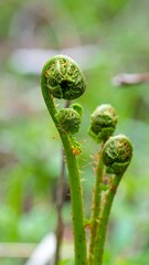 Fresh fern fronds unfurling
