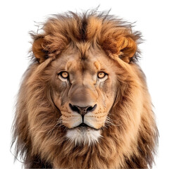 Fototapeta premium Majestic lion portrait showcasing its powerful expression and detailed mane against a plain background