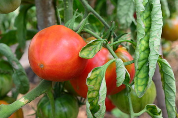 a close up of Ripe Tomatoes on Vine
