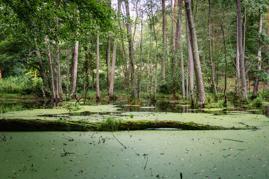 Idyllic Briese valley with its enchanting forests and views of the river Briese &ndash; hiking around Birkenwerder