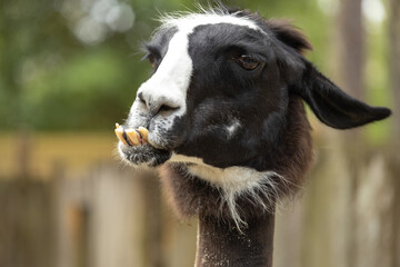A goat or alpaca looking towards the viewer, with its teeth prominently visible.