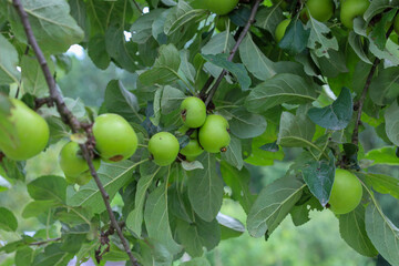 Apple tree branches with small green apples and large leaves. This summer shot conveys an atmosphere of freshness and anticipation of a future harvest.