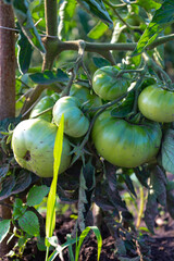 A close-up shot shows green tomatoes ripening on a vine in a garden. The photograph captures the natural beauty and texture of the fruits, illuminated by warm light.