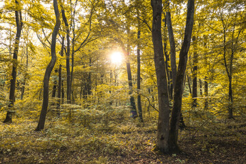 Golden autumn leaves of the forest are illuminated by bright sunlight. The sun's rays break through the trees, creating an atmosphere of warmth and tranquility.