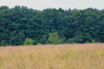 Obraz premium A steppe area with tall dry grass lies in front of a dense, dark forest. This contrast creates a sense of vast space and wild nature under a bright, calm sky.