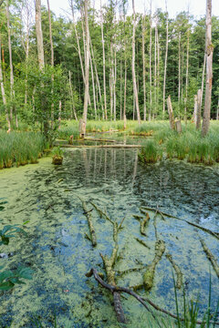 Idyllic Briese valley with its enchanting forests and views of the river Briese &ndash; hiking around Birkenwerder