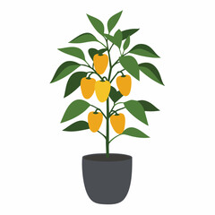 Vibrant Yellow Bell Pepper Plant Growing in a Dark Gray Pot