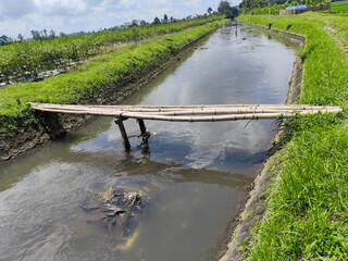 Sebuah jembatan bambu sederhana terbentang di atas sungai kecil yang mengairi ladang hijau di pedesaan Indonesia.