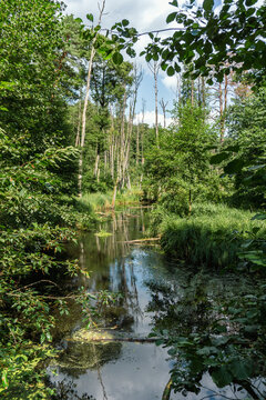 Idyllic Briese valley with its enchanting forests and views of the river Briese &ndash; hiking around Birkenwerder