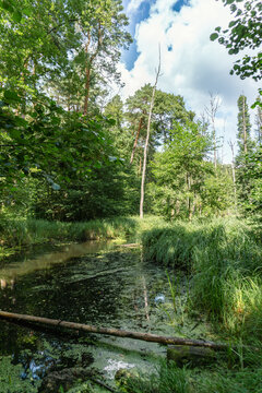 Idyllic Briese valley with its enchanting forests and views of the river Briese &ndash; hiking around Birkenwerder
