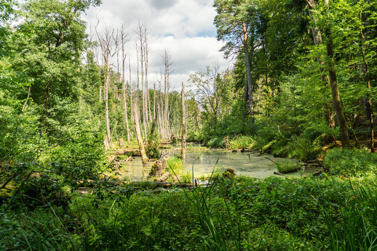 Idyllic Briese valley with its enchanting forests and views of the river Briese &ndash; hiking around Birkenwerder