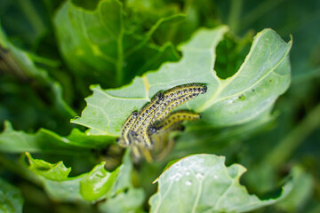 A lot of caterpillars eating Brussels sprout leaves, close-up