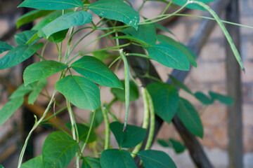 peanut tree behind the house