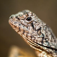 Portrait of a juvenile Frilled Lizard in a terrarium. Chlamydosaurus kingii, Loiret 45, région Centre Val de Loire, France, European Union, Europe