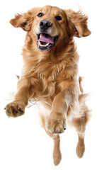 PNG Happy Golden Retriever jumping retriever mammal animal.