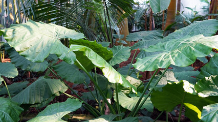 Tropical Giant Taro and Alocasia Macrorrhizos in Lush Jungle Setting