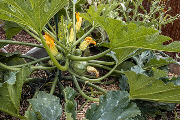 Im Garten bl&uuml;hen Zucchini mit Fr&uuml;chte