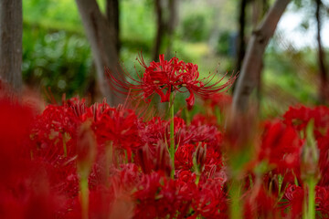 木立の中で咲く彼岸花の群生