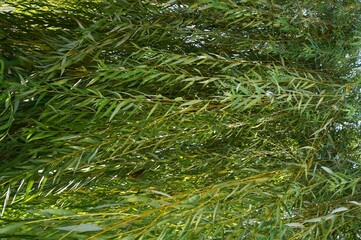 green willow branches