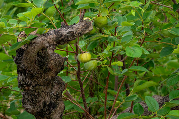 青柿と古木の風情