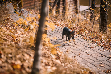 Gray cat walking on the tiles in the park against the background of yellowed leaves in autumn