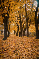 Vertical photo of an autumn park landscape with yellowed leaves