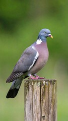 Fototapeta premium A pigeon perched on a wooden post