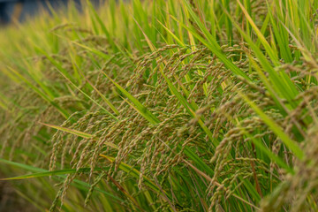 収穫を待つ稲穂